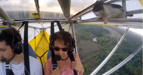 胆大小猫偷乘滑翔机，吓坏游客有惊无险。