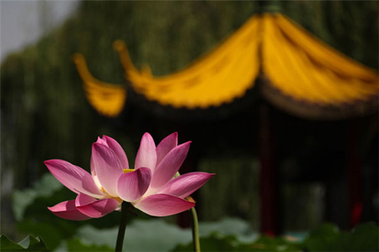 每年的七八月份,荷花盛开,更显诗意