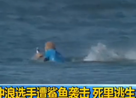 冲浪选手突遭鲨鱼袭击被拖入水中 几秒钟后出水