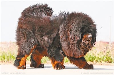 藏獒资料图