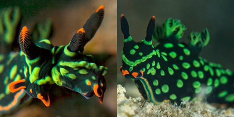 世界首只彩色海蛞蝓:双头双性