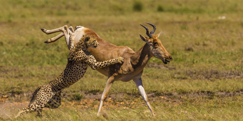 惊险!非洲猎豹突然闯入车后座 游客与其“亲密接触”图片