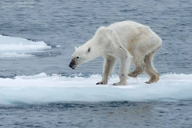 从没见过这么瘦的北极熊