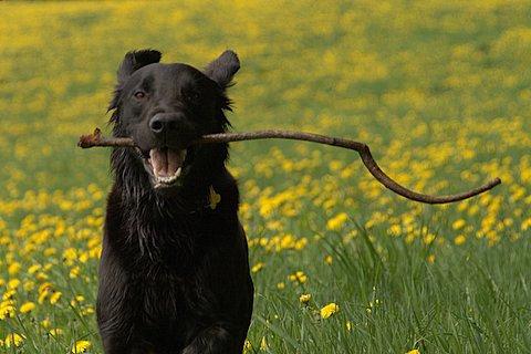 早高峰带猎犬乘公交遭拒 扬言放狗咬司机