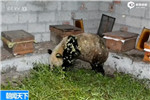 大熊猫“吃货”进村 偷吃了10多箱蜂蜜