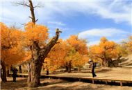 金秋额济纳 醉美胡杨林