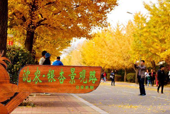 沈阳农业大学银杏景观路
