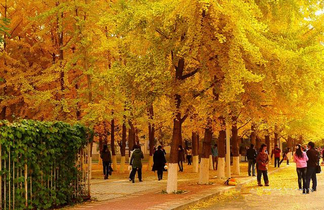 沈阳师范大学银杏路