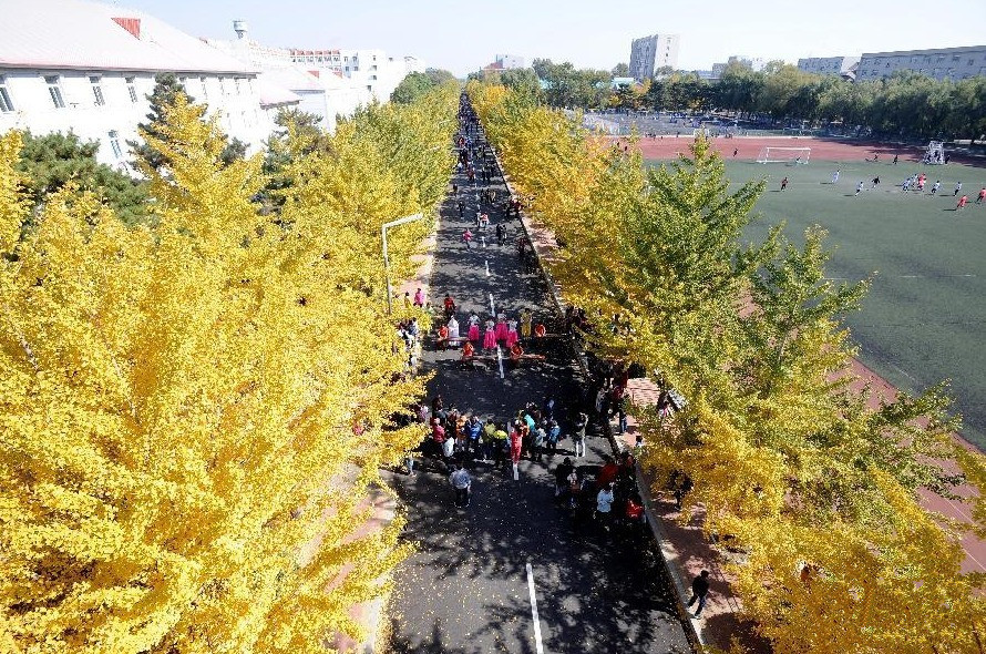 沈阳农业大学银杏景观路