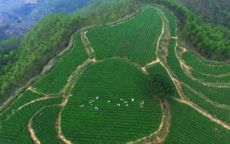 美丽中国寒露至 福建安溪秋茶采摘忙