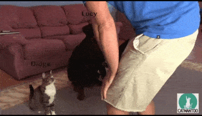 你堂堂一个 喵星人   尊严 哪去了_手机新浪网