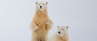 北极熊宝宝向摄影师热情挥手