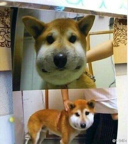 蜜蜂蛰了狗 IxmJ-fxmcnkr7614269.jpg