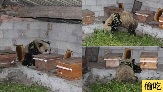 大熊猫下山偷吃蜂蜜