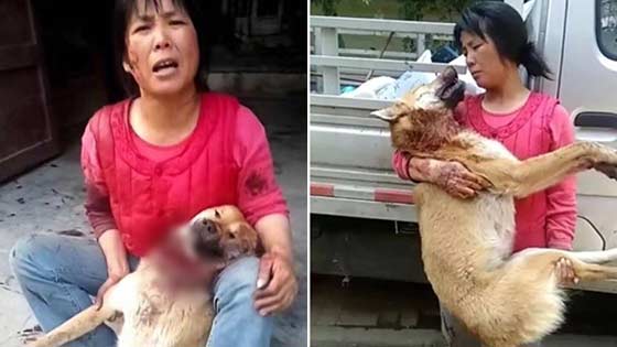 土狗欲与拉布拉多交配惨遭割喉 跑回主人怀中死去