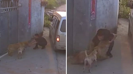 金毛搖著尾巴被強拽偷走視頻曝光 偷狗賊是怎么偷狗的過程揭秘