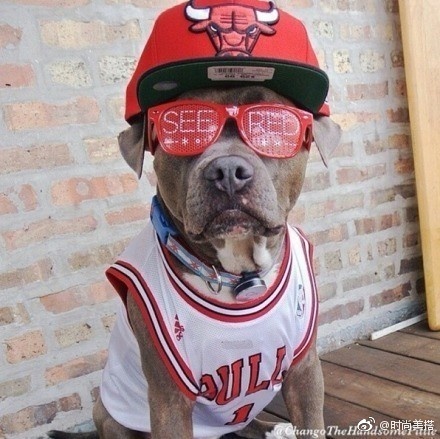 流浪比特犬被人收养后瞬间变型男