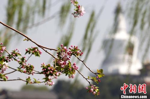 资料图:天气转暖,北海公园海棠迎来盛花期。中新社发 富田 摄