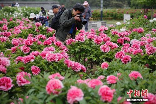 资料图:人们冒雨在圆明园牡丹前拍照留念。 中新社记者 崔楠 摄