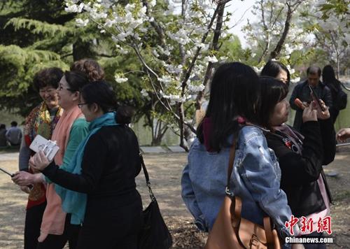 资料图:正在举办樱花节的玉渊潭公园吸引众多游客。图为游人在樱花树下拍照。中新社记者 满会乔 摄