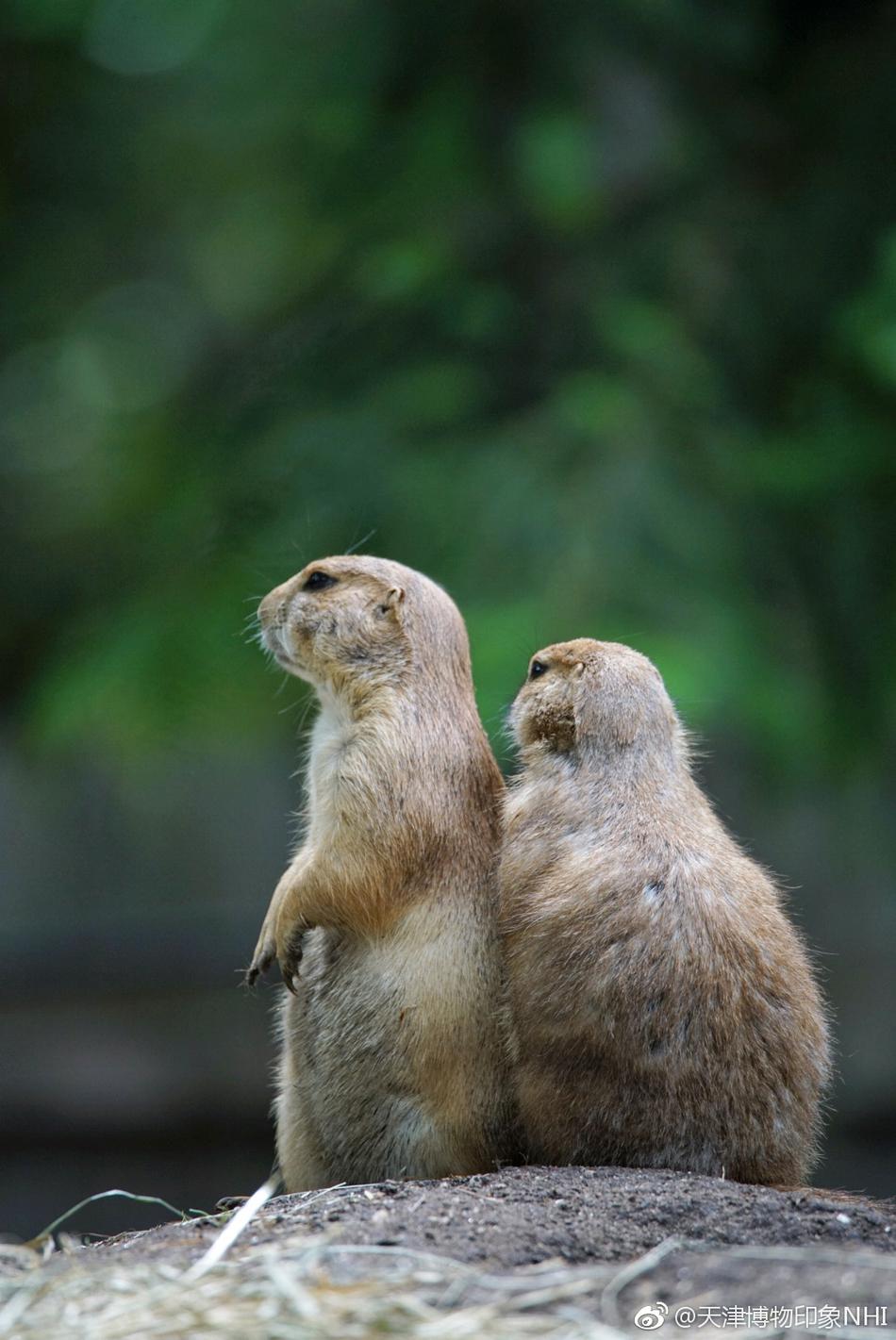 黑尾草原犬鼠black-tailed prairie dog