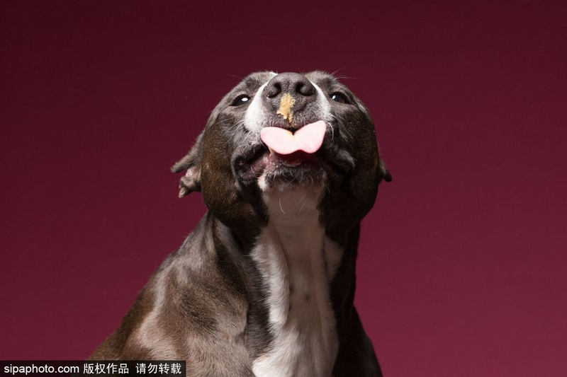 狗狗可以吃煮熟的花生吗