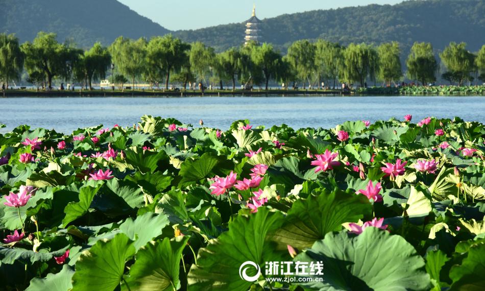 7月17日,杭州西湖荷花已进入盛放期.