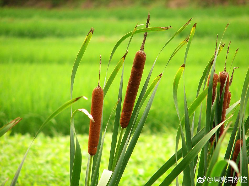 芦苇地里怎么长出"烤肠"了?不要慌,那是香蒲的雌花序