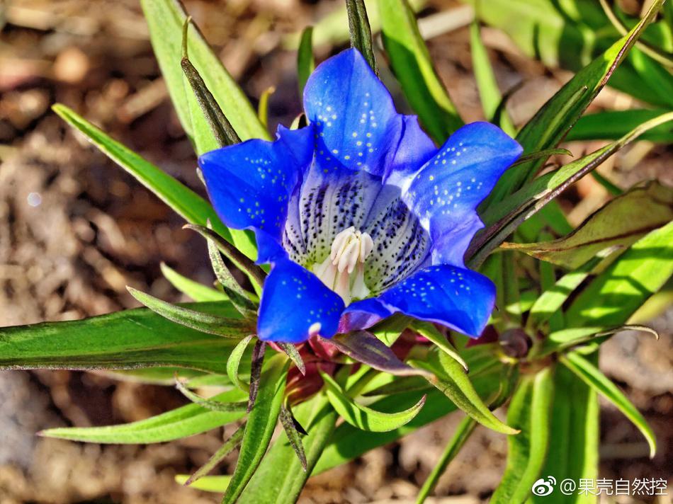 山上美丽花朵 DS1B-fyinvwu4390926.jpg