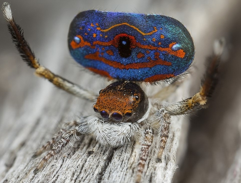 几月份种孔雀菜图片 2WsK-fykqmrw1923510.jpg