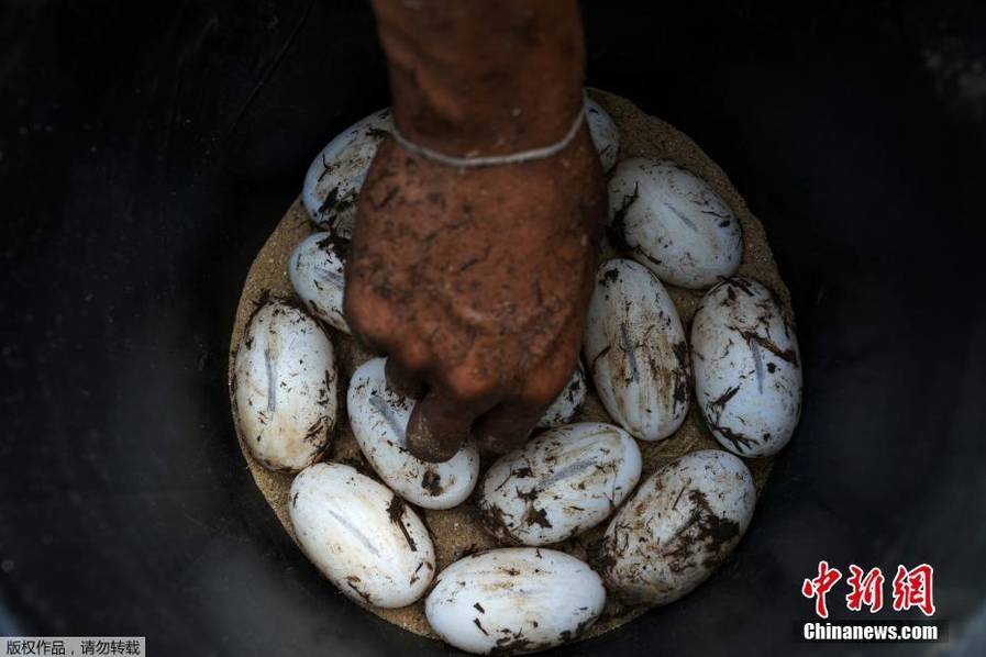 广东花社区饮茶课堂揭秘，传统与现代如何完美融合