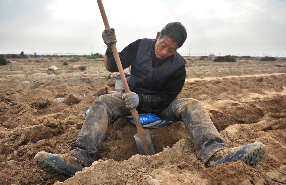 农村66岁老人席地而坐挖山药,泥土被磨成光滑小路