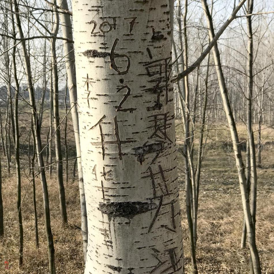 游人纷纷用刀示爱,小杨树遭殃