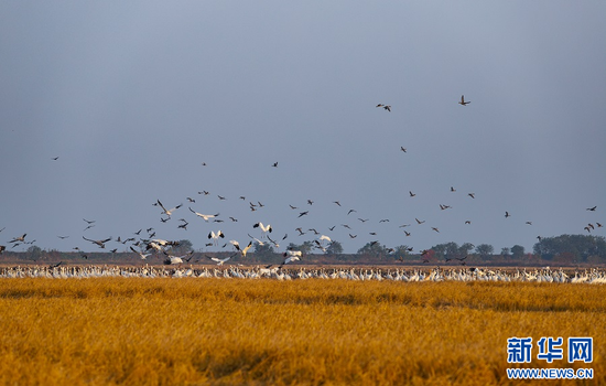 余干车站旁五十元胡同:一段城市边缘的浮世绘