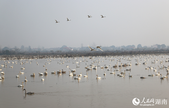  东古湖成为“天鹅湖”。人民网记者 刘宾摄