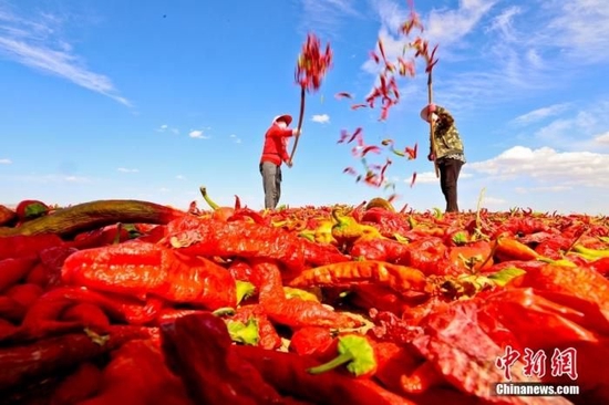 资料图：甘肃张掖，高台县黑泉镇十坝珍珠滩上，种植农户们抓紧晴好天气在晾晒场上晒红辣椒。图片来源：视觉中国