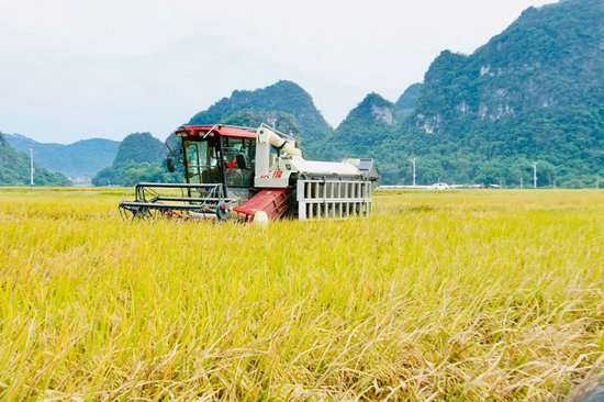 收割机在作业。杨雅淋摄
