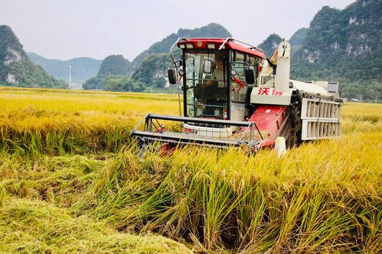 收割机在作业。杨雅淋摄
