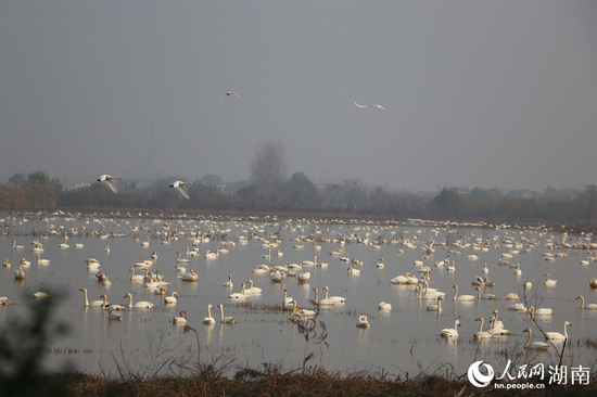 天鹅栖息在东古湖。人民网记者 刘宾摄