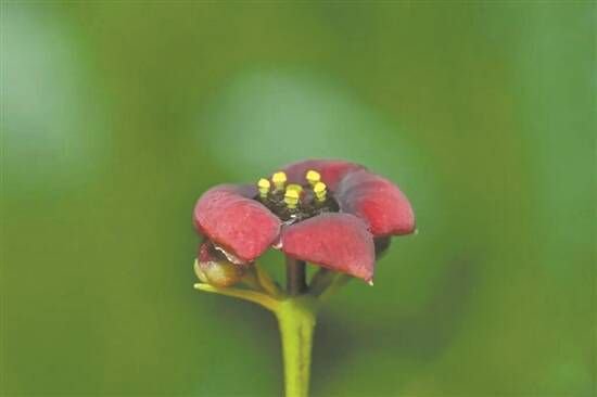 正在开花的“茅台卫矛” 吴旭 摄