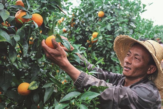  秀塘村村民小组长王德在采摘沃柑。