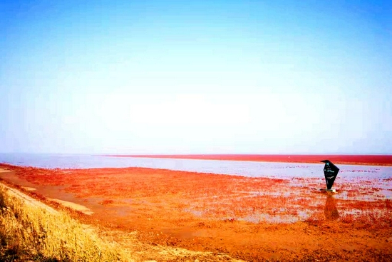 人工引回的“原住民”翅碱蓬，在黄河三角洲形成“红地毯”美景。（新华社记者陈灏 摄）