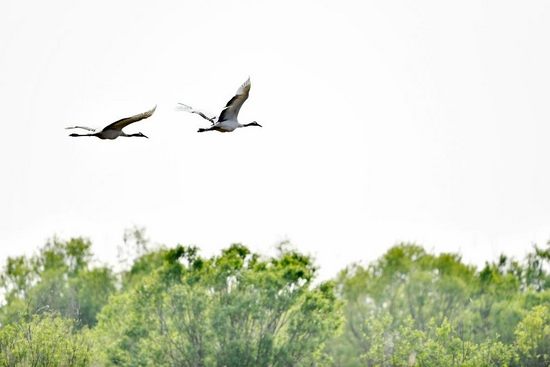两只丹顶鹤飞越山东黄河三角洲国家级自然保护区的树丛。（新华社记者郭绪雷 摄）