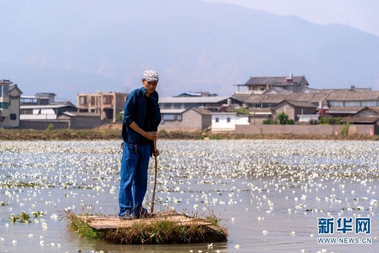 乡味｜大理洱源：面朝洱海 海菜花开