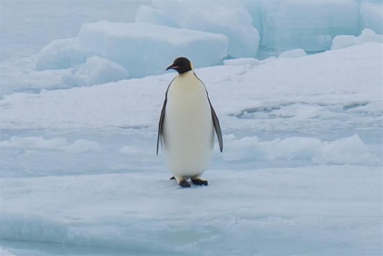 南極洲的企鵝（圖源：新華社）