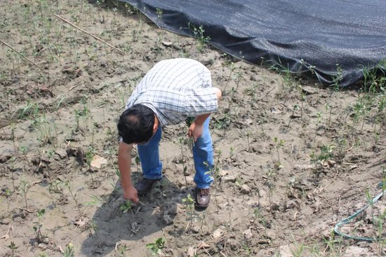 2011年,钟扬教授生前种植红树。