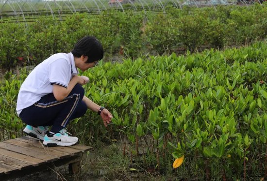 南蓬在试验基地检查红树生长情况。