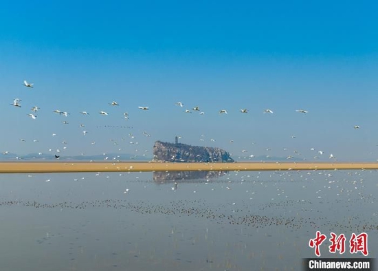 鄱阳湖迎来候鸟迁徙高峰_城市频道_新浪网