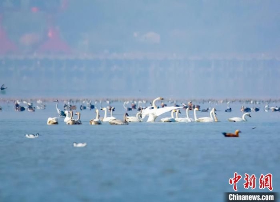 鄱阳湖迎来候鸟迁徙高峰_城市频道_新浪网