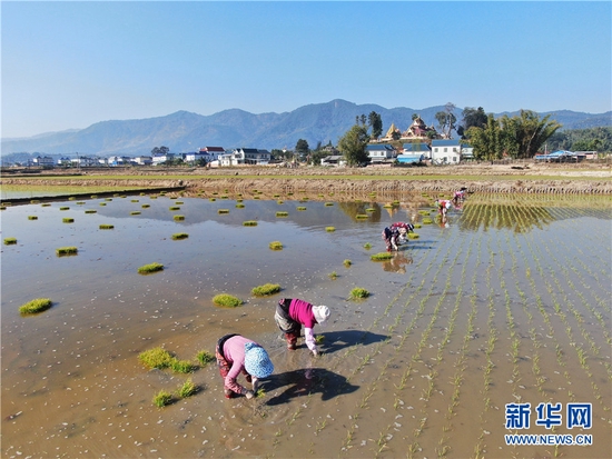 云南勐海春耕春种掀热潮